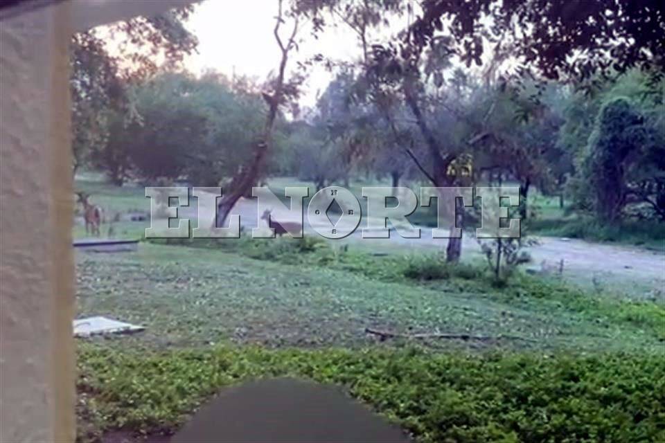 Visitan venados Campus Mederos