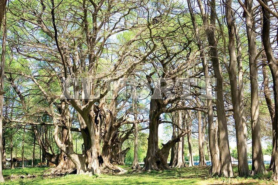 Disfruta 'el puente' en un parque natural